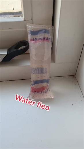 This time I put a Water flea under my #microscope . What should I put under it next?! #fyp #like #follow #levenhuk #viral