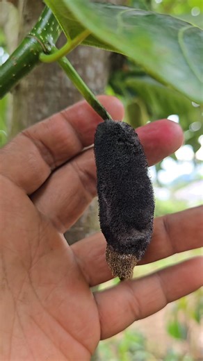 Ang babae at lalakeng bulaklak ng ating langka. #langkalong We're located at Seedlings La Castellana, Igpanulong Hi way, Brgy. Robles, La Castellana, Negros Occidental. You may search us at Seedlings La castellana in google Map. At ang aming numero 09486578352 09563660278 Viber or whatsapp. Pag pasensyahan nyo na po mga mam ans medyo mahina po ang signal sa lokasyon ng aming nursery. Thank you. | Seedlings La castellana