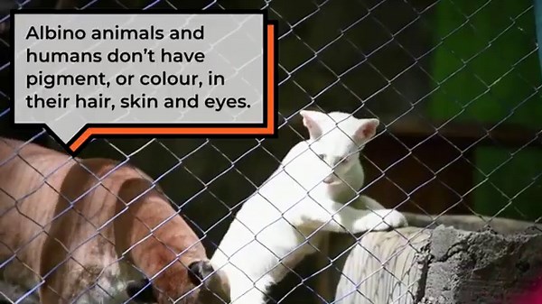 WATCH — Rare, snow-white puma cub makes her debut at zoo in Nicaragua