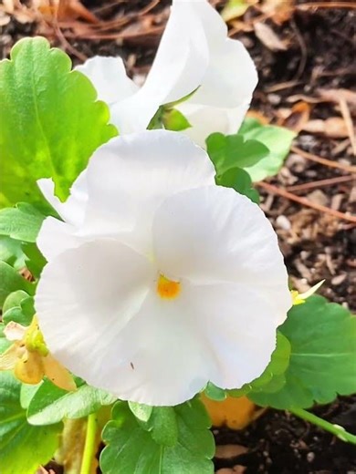 Sunlit White Pansies Radiant Blooms | Nature Relaxation Flower #Pansy #Pansy #Flowers #FlowerVideo