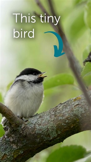 Today is World Migratory Bird Day in the Americas, a day of celebration and awareness that comes at the height of spring migration as millions of birds make their way north to their breeding grounds. This year's World Migratory Bird Day theme, Insects, is a nod to the vitally important roles of bees, butterflies, caterpillars, and others, not only for birds but for people, too. The naturalist E.O. Wilson is said to have affectionately called insects “the little things that run the world” because