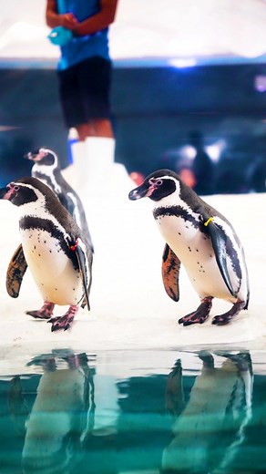 Penguin spotted sa Cebu Ocean Park #fyp #foryou #fbreels | Asa Ta Sunod?