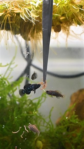 Elassoma Evergladei or Pygmy Sunfish feeding on Bloodworms.