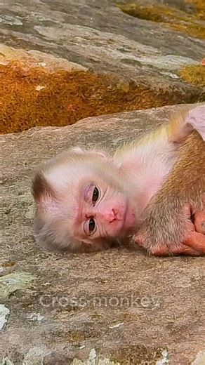 Newborn Monkey Gets Upset Over Milk Blockage