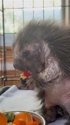 Saco River Wildlife Center on Reels