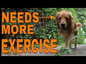 How much exercise does your Golden Retriever need each day?