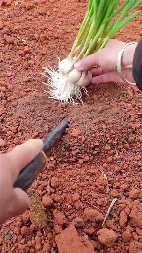 Cultivation method for tender and high yield chives