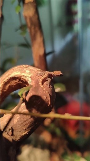 Baby Mourning Gecko Exploring Its New Enclosure