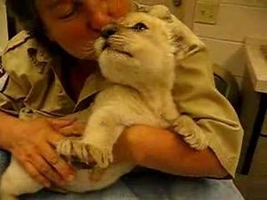 The cutest thing-- a baby lion