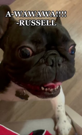 Adorable French Bulldog Screaming Compilation