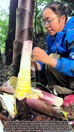 Scientific Layer Separation in Bamboo Shoot Preparation Process