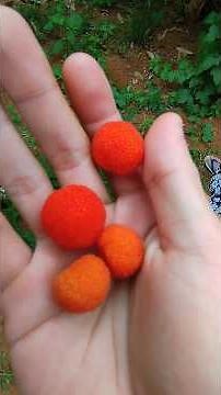Berbagai jenis tanaman tumbuh subur di tanah Indonesia 🌱🍅🌺