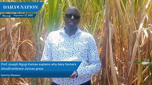 Prof Joseph Ngugi Kamau explains why dairy farmers should embrace Juncao grass https://nation.africa/kenya/business/seeds-of-gold/juncao-the-miracle-grass-can-transform-dairy-sector-5208056 | Nation