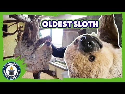 Oldest Sloth - Guinness World Records