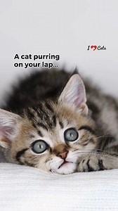 A cat's purr is ❤ | iHeartCats.com