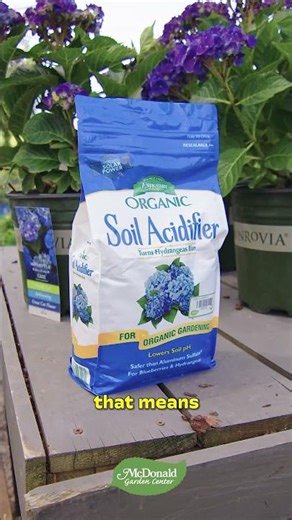 How to Change the Color of Your Hydrangeas