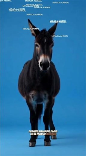 Burro Catalán #animales #viral #naturaleza