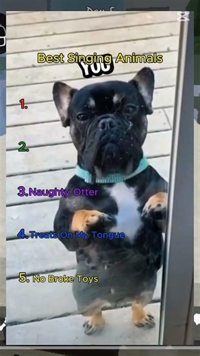 funny singing animals