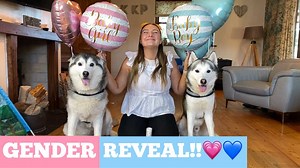 OUR BABY GENDER REVEAL! Ft My Huskies!..😍💙. #huskylife | Milperthusky