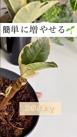 ゴムの木の簡単な増やし方🌿