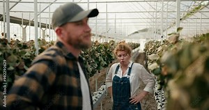 Confused and sad girl Farmer with red hair communicates with her fellow guy about wilted and dry strawberries in a greenhouse on the farm
