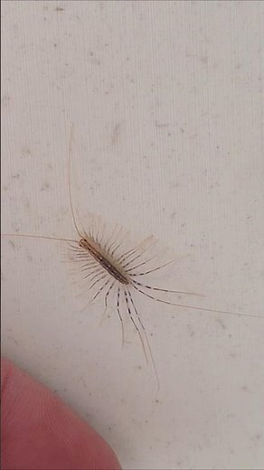 The house centipede (Scutigera coleoptrata) 😯 #explore #viral #insects