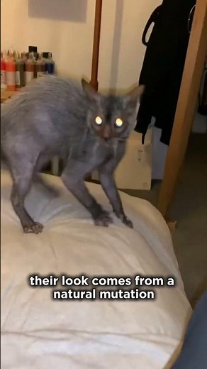 Top 4 Rarest Cat Breeds You’ve Never Seen Before!