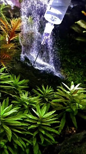 How to Kill Algae Instantly with Peroxide! 🧪🌿 #shorts