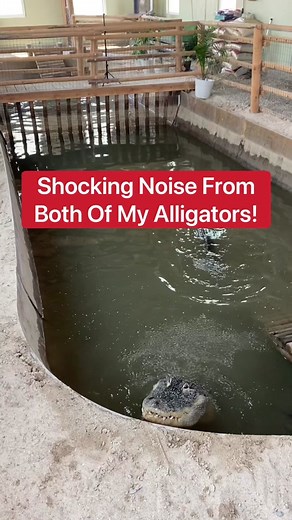 Mysterious Alligator Sounds: Unveiling the Hidden Language of Alligators