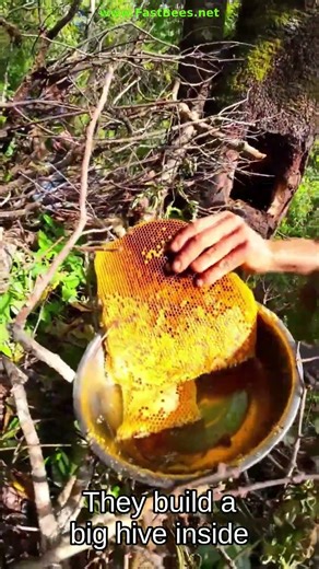 Wild Bees Create Hives Inside Trees
