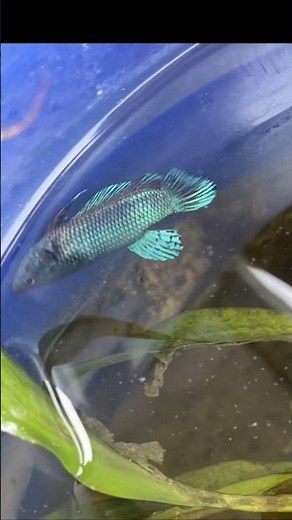 Why do betta fish get swim bladder disease?.😨😰😱