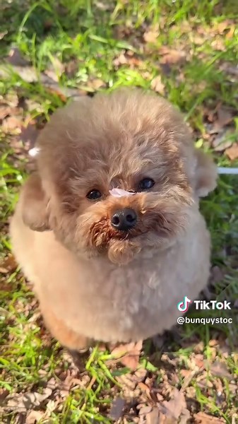 Poodle Saying 'I Love You' - Cute Dog Compilation