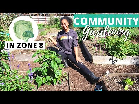Planting Fall Veggies | Zone 8 Community Garden