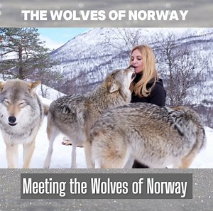 This is the story of when I met a pack of European Wolves in Norway and what happened when I returned to visit them four years later. #wolves #norway #wolfpack #annekasvenska #wolfhowl #europeanwolf #scandinavia #wolfgirl #polarpark | Anneka Svenska