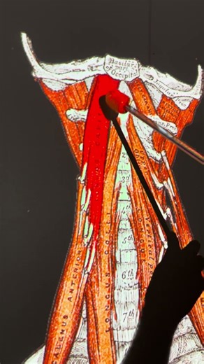 Longus Capitis #kinesiology #anatomy #anatomystudy #science #biomechanics #biology