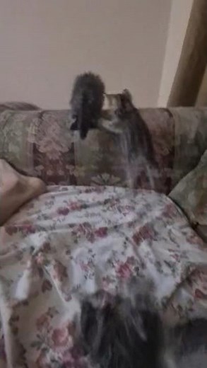 Scottish Fold & Scottish Straight: 3 Adorable Cats Playing on the Sofa!