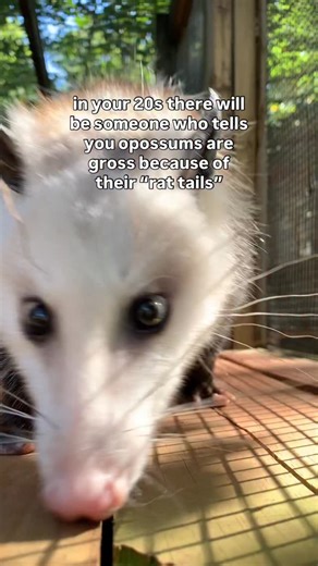 Also, justice for rats?! We love native rats! 🐀 Now, about that tail…⬇️⁣ ⁣ The Virginia opossum’s tail, shown off beautifully by ambassador Fiona here, is a true marvel. 💅 It’s 𝘱𝘳𝘦𝘩𝘦𝘯𝘴𝘪𝘭𝘦, which just means it is capable of grasping. They can wrap their tail around branches or nesting material and carry items around. Most tails out there in the animal kingdom are not prehensile, so this is an awesome, unique trait — fitting for our only native marsupial! 💪⁣ ⁣ The opossum’s tail is sc