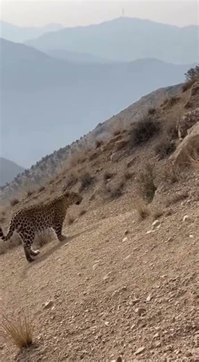 Goat Fights Back — Leopard Retreats! #animals #funny #humor