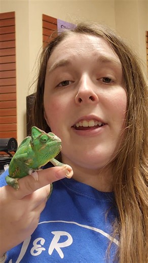 Megan's Minute with our veiled Chameleon | J&R Aquatic Animal Rescue