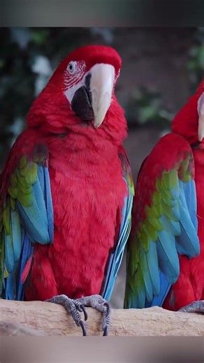 Amazing Parrot Facts Revealed