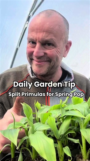 Caring for Primula: Tips for Vibrant Spring Blooms