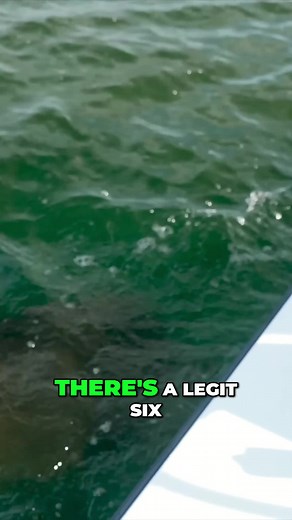 Catching a Massive Goliath Grouper on a Fishing Adventure