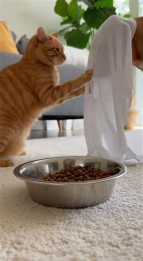 Cat reacts to ghost mask 10 😂 Watch the hilarious surprise #cat #dog #funny