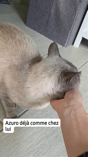 Azuro est comme chez lui 😺 | Potiron Family