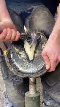 #farrier #horse #hoofcare #hoof #horses