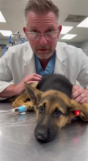 She was buried alive under the mud. He dug for 11 minutes with his bare hands. 🐾 #viral #rescue #pov