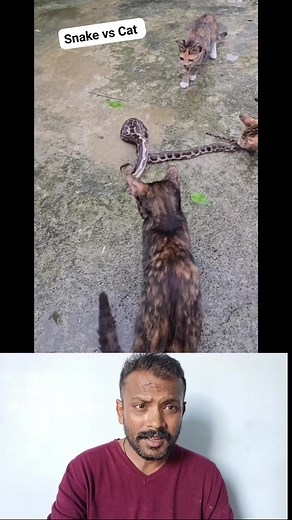 Nature's ultimate showdown: Cat vs Snake! 🐍⚔️🐱 Fierce feline fights for survival! You won't believe the speed! Mammal versus Reptile: The dramatic encounter caught on camera! Bold cat takes on a snake to protect its territory! Lightning fast reflexes: This is why snakes always lose against cats! An unexpected wild battle! Who will be the winner? Watch this intense animal showdown unfold! 😳 #CatVsSnake #AnimalRescue (if applicable) #Wildlife #Trending #Viral #Reels #Nature #CatLovers #Snake #E