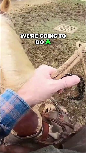 Horse Training | Techniques for Success