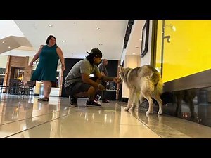 Extremely shy, anxious and tad bit nervous Native American Indian Dog Nokomis 14 day transformation