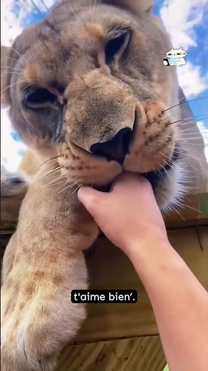 🙀 Pourquoi ton chat se frotte à toi ?